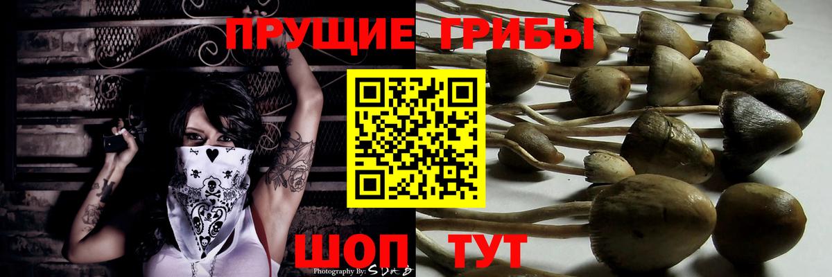 Псилоцибиновые грибы Cubensis Дивногорск
